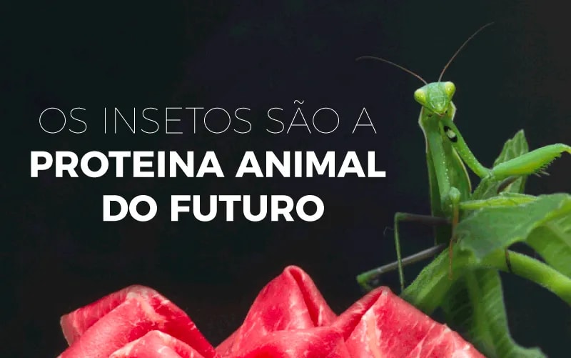 Os insetos são a proteína animal do futuro — imagem 1